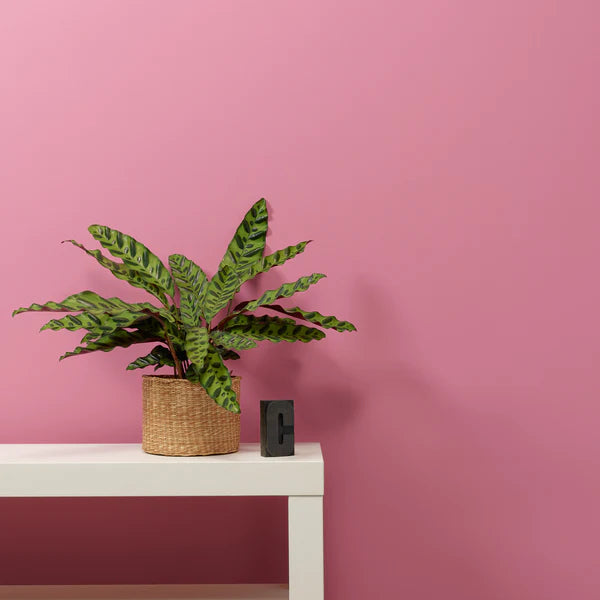 Love Letter on vaaleanpunainen Lazy Range kalkkimaali kalusteiden maalaukseen. Romanttisesti vaaleanpunainen. Nostalginen marjapuuron väri.