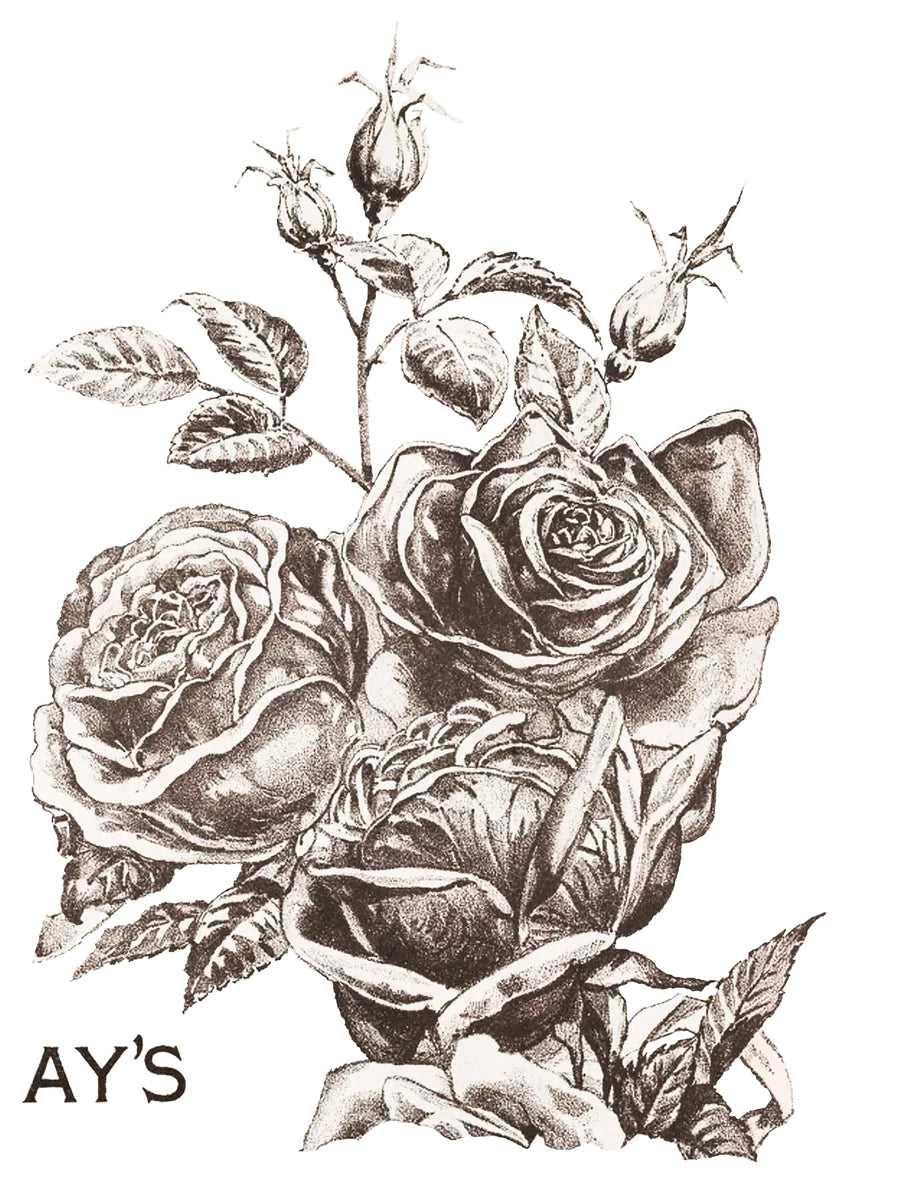 Ruusu katalogi -May&#39;s Roses