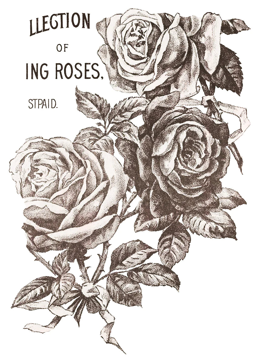Ruusu katalogi -May&#39;s Roses