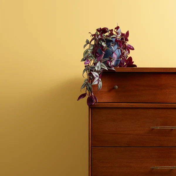 Keltainen Hot as Mustard Frenchic maali. 