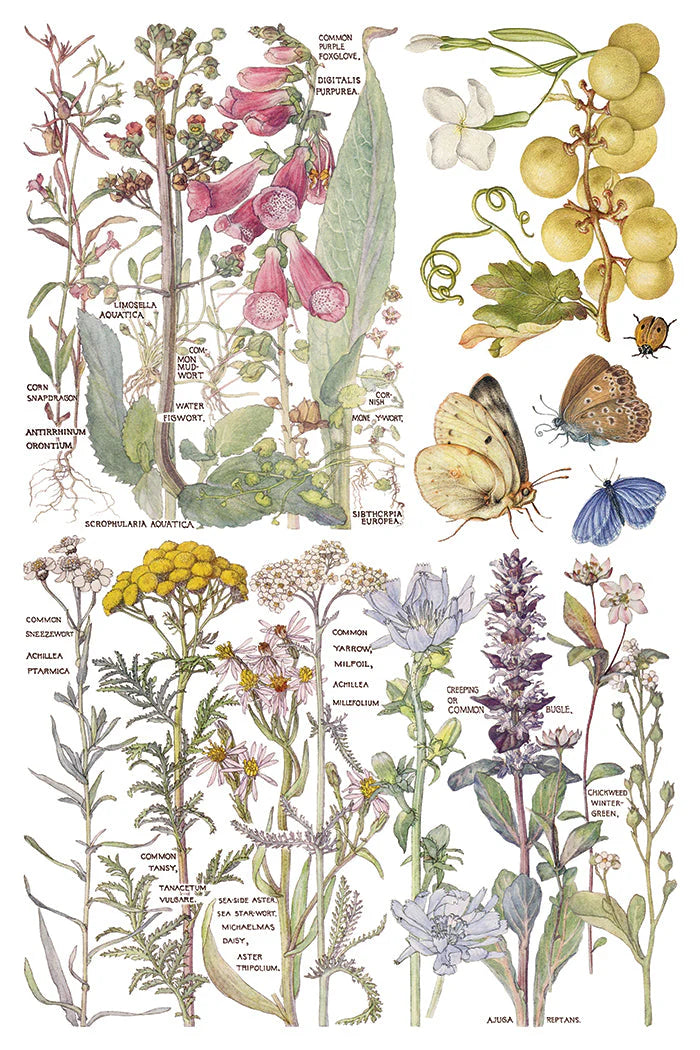 Primrose Isle siirtokuva - 8 arkkia-Siirtokuva-Frenchic Paint Finland