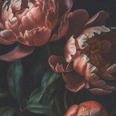 Punaiset pionit mustalla pohjalla taide decoupage Frenchic. 