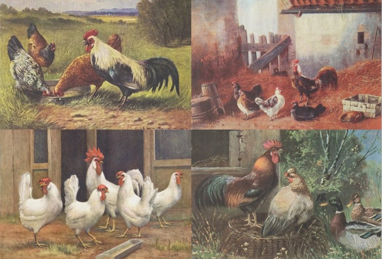 Kukko ja kanat - yksittäiset decoupage taidearkit Frenchic.