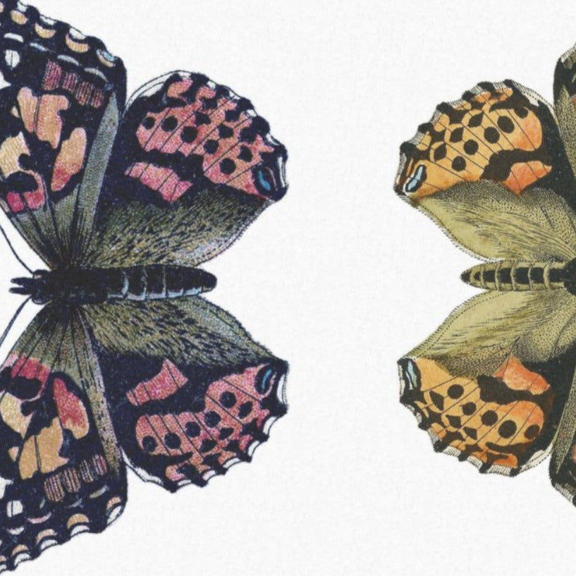 Butterflies facing each other - individual sheets